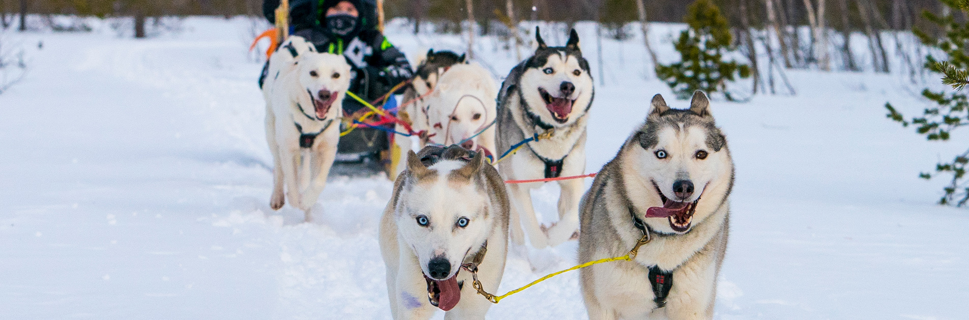 how fast do husky sleds go