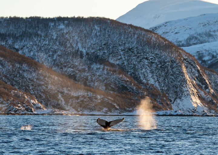 A tale fin of a whale diving in the Tromso region