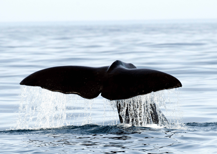 Whale Watching Tour Menu on the Island Explorer 5