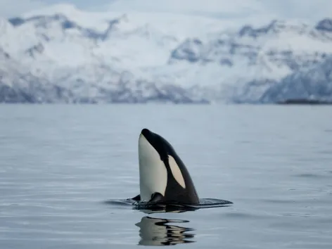 Orca outside of Skjervøy north of Tromsø