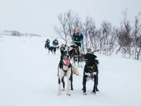 Dog sledding in winter landscape