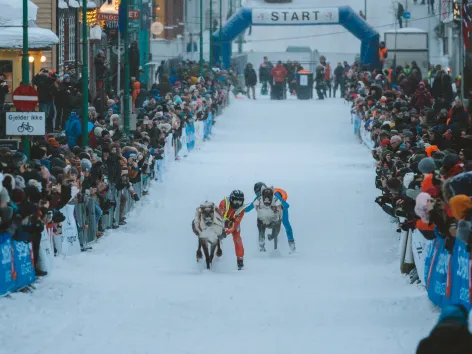 Reindeer sled race in the main street of Tromsø