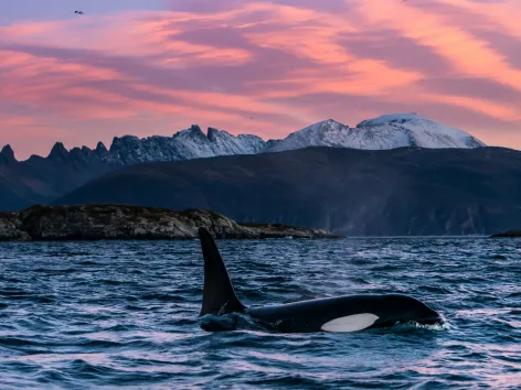 Spekkhugger i Tromsø-regionen