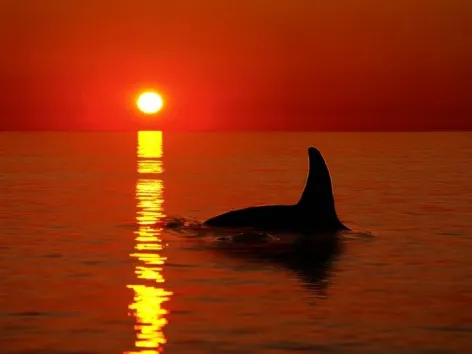 Whale in the sunset