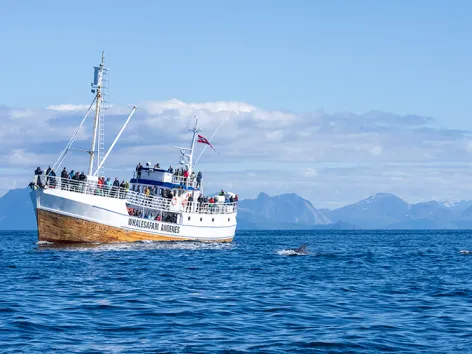 Hvalsafari båten møter på grindhval