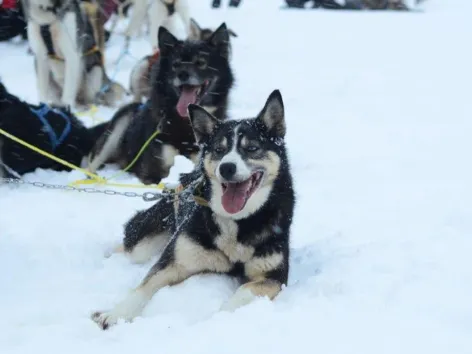 Husky resting at Activenorth camp