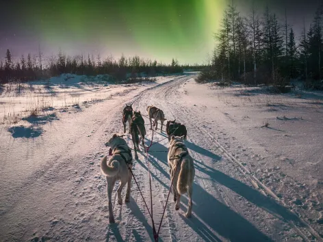 hundekjøring Norlys Alpene