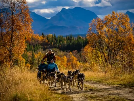 Dog sledding on wheels