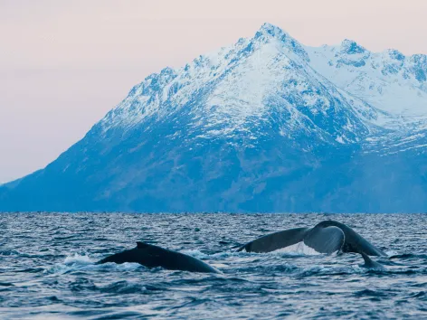 Humpback whales in winter in Skjervøy