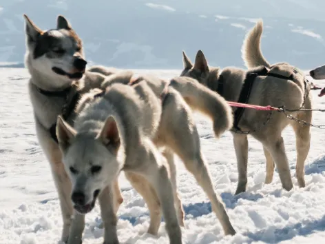 Huskies that are pulling a sled