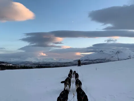 Hundeslede Kvaløya Husky