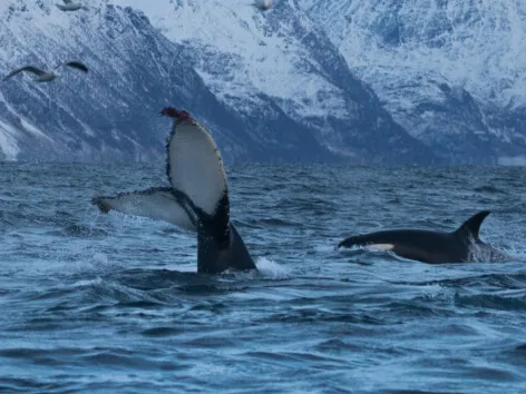 In-water activities with whale Tromso region