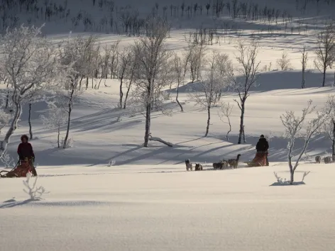 Two guests dog sledding