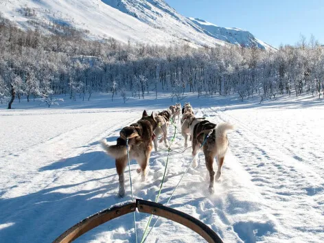 Northern Light Dog Adventure