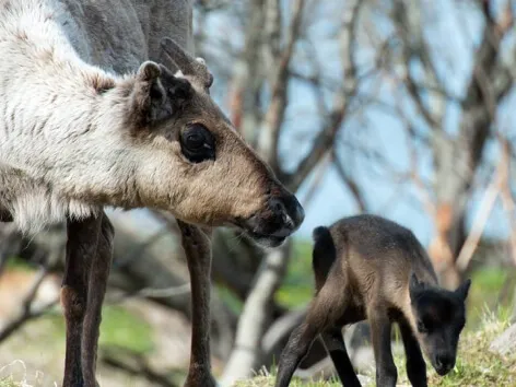 Tromsø Lapland Reindeer Camp