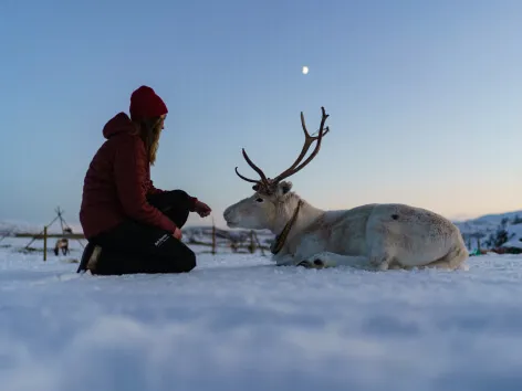 A woman crouches in front of a reindeer lying in the snow.