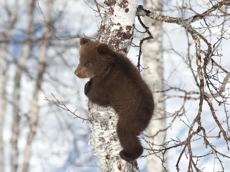 bear cub on a birch in the wild 