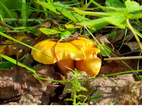 mushroom and berry picking