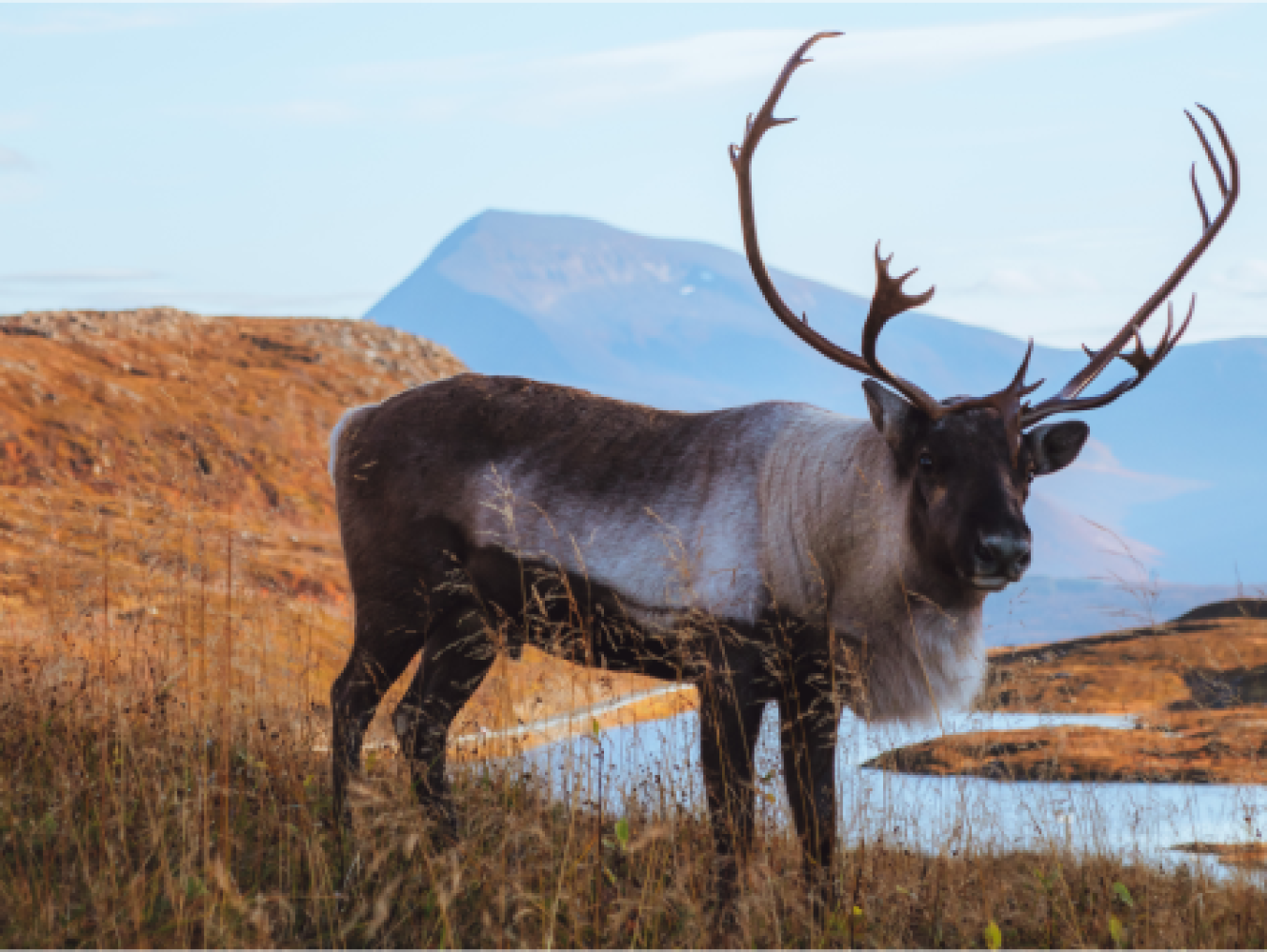 reindeer in nature with Tromsdalstinden in the background