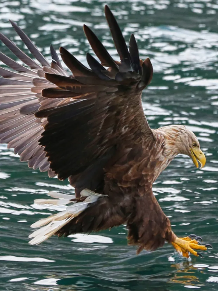 eagle in nature 