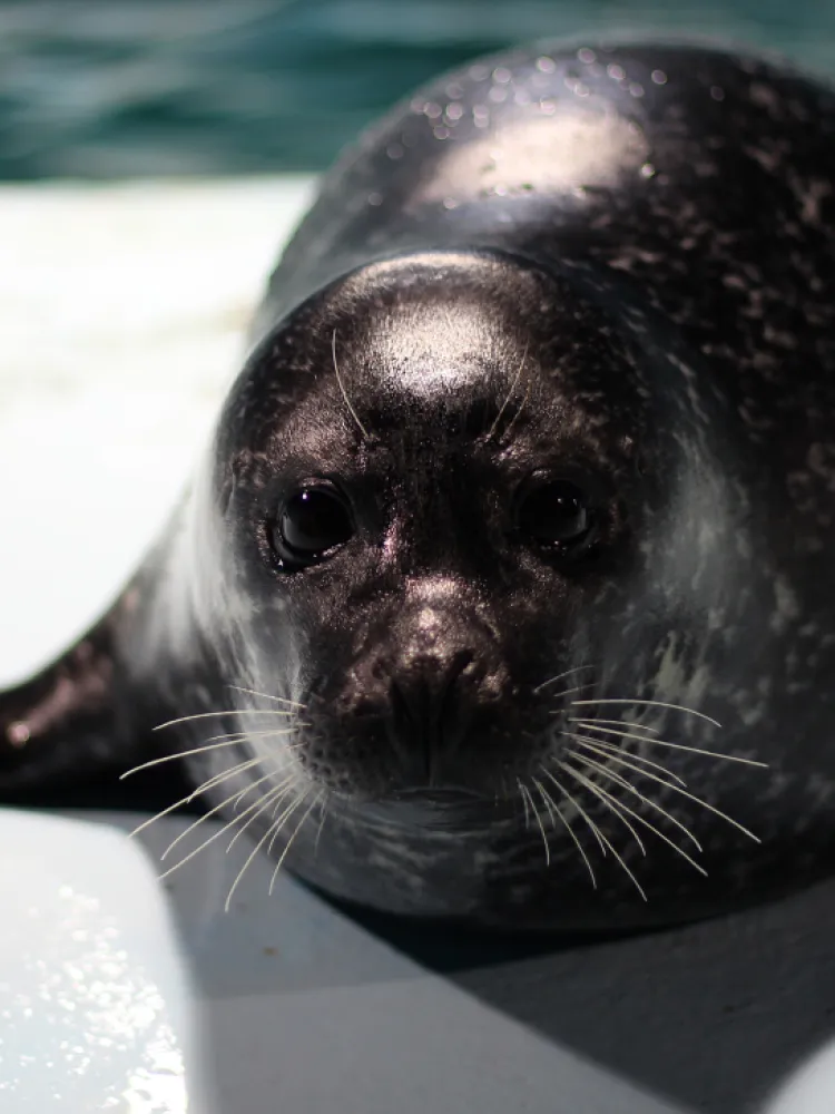 fur seal Loffen  in Polaria