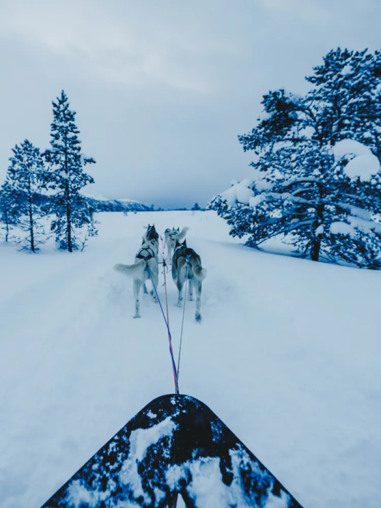 dog sledding Tromsø