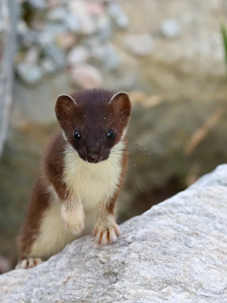 stoat