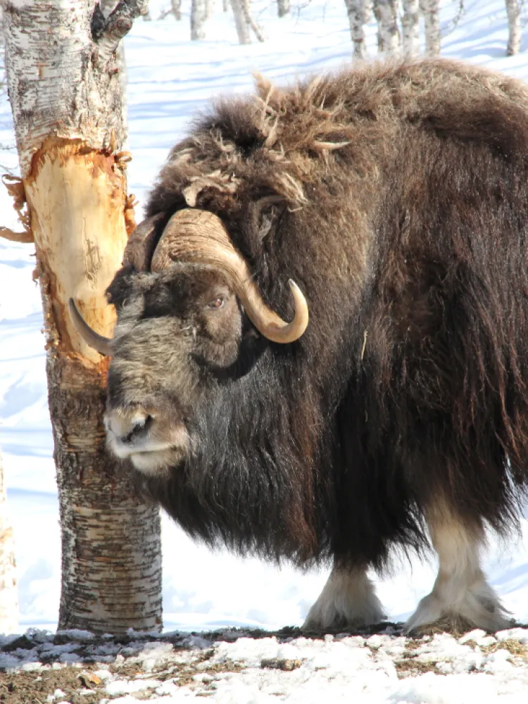 musk ox