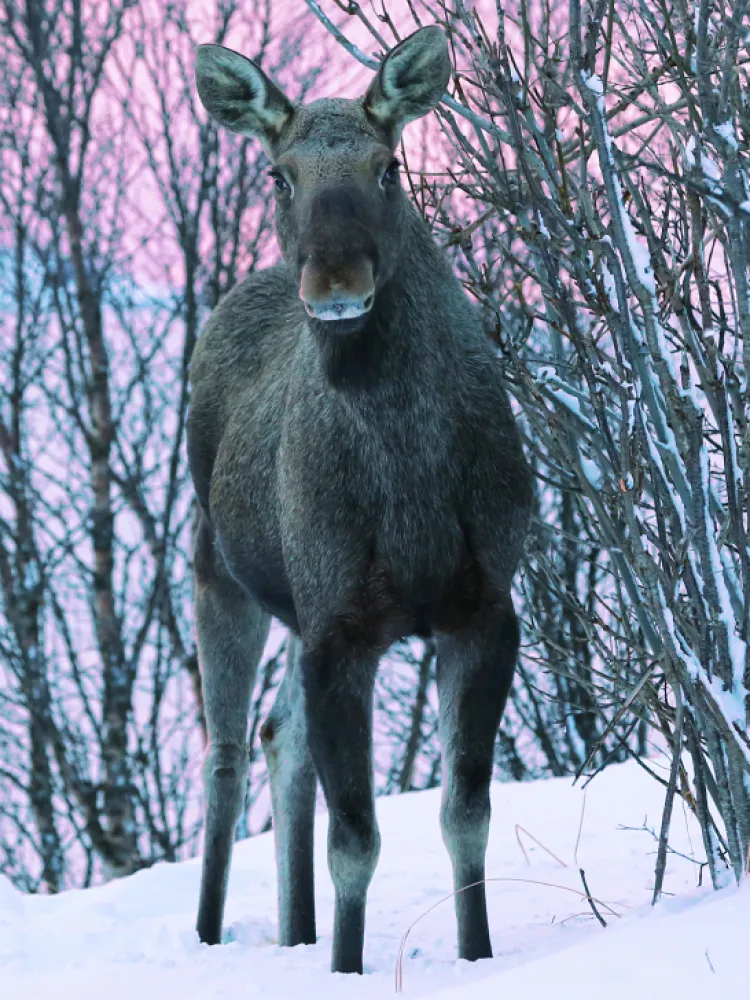 moose cow in polar park exploring wildlife