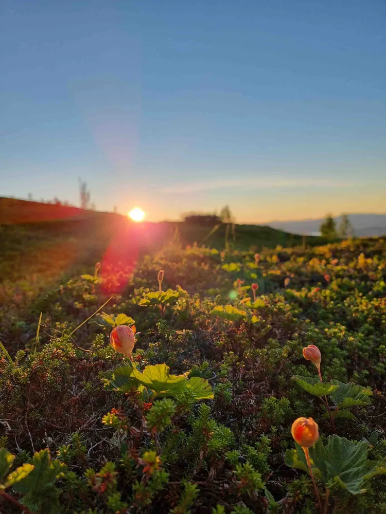 Cloudberries in Tromsø