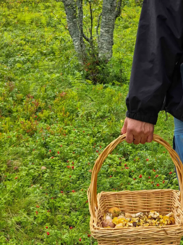 chanterelles in a basket 