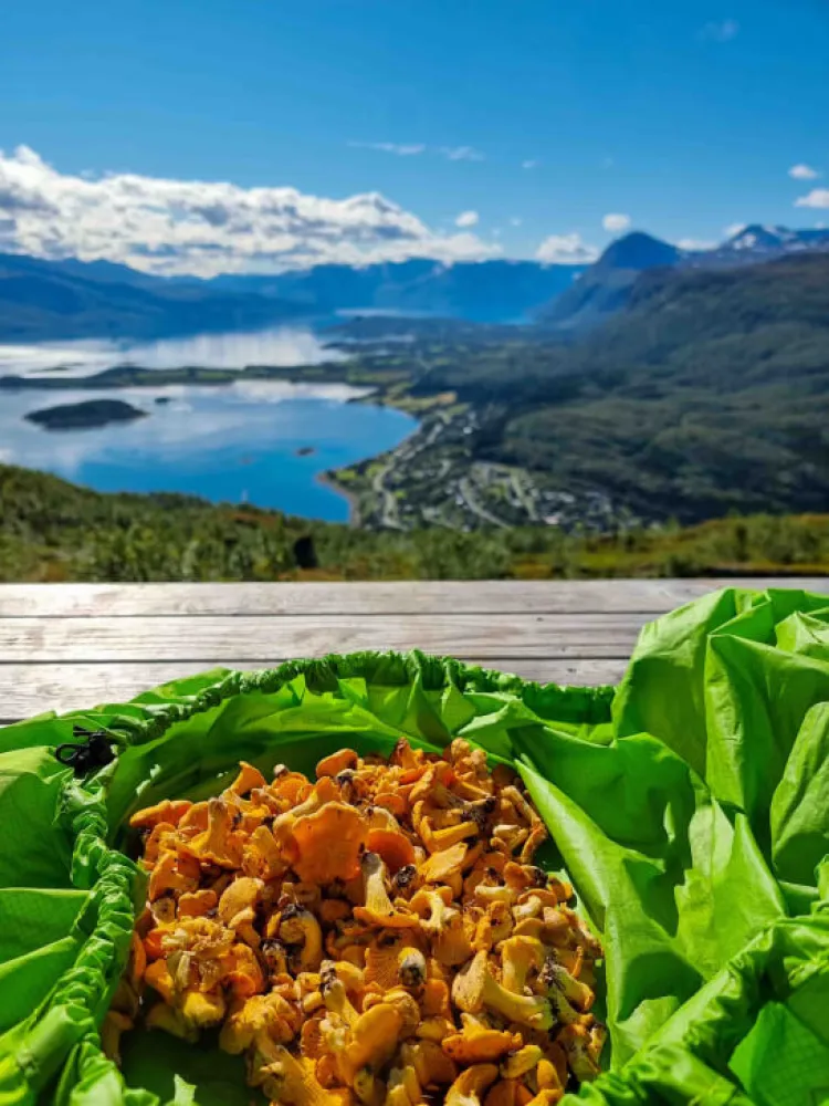 chanterelles, fjord, mountains