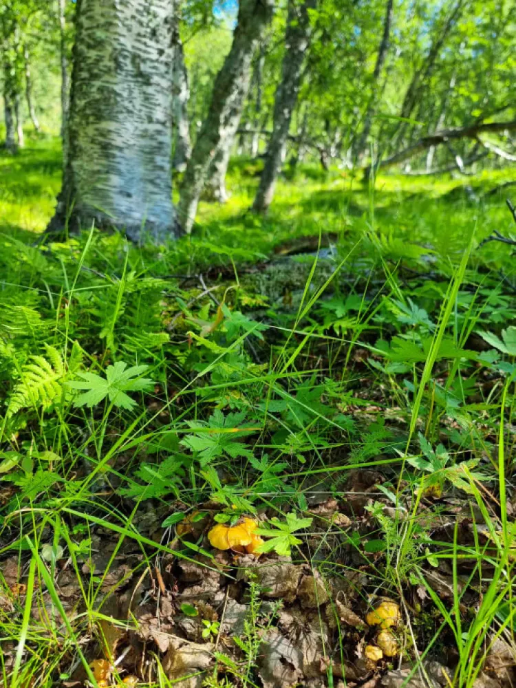 chanterelles, birch in the forest