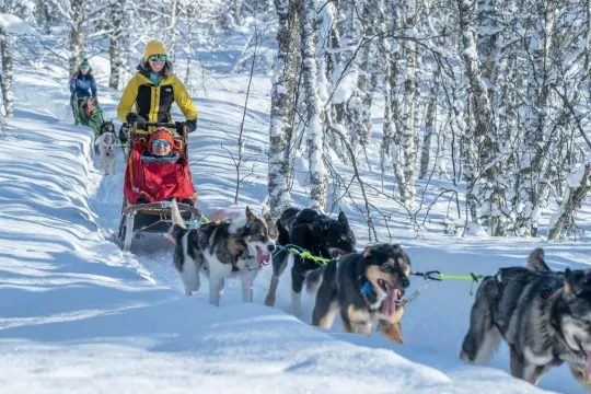 Guests on a sled being pulled huskies