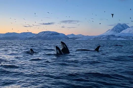 Whale safari Skjervøy - Explore 70 Degrees