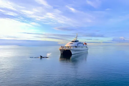 The Cruise Service boat with a whale coming up to the surface beside it