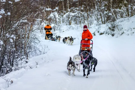 Dog Sledding Adventure Midday - Including Transport