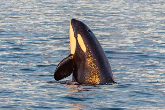 An orca jumps out of the sea to say hello!