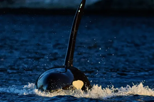 A Cozy Arctic Whale Watching from Tromsø with our luxury Yacht Arctic Queen