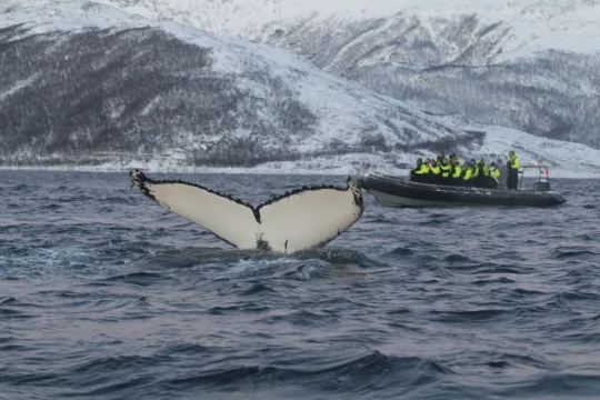 hvalsafari med rib på skjervøy