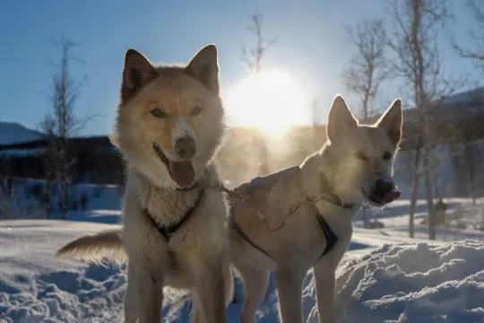 to huskier som er klar for hundekjøring