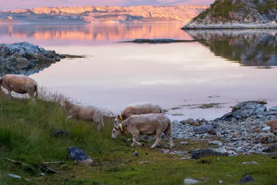 Sheep by the ocean