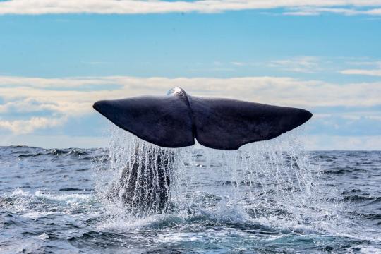 Whale-Watching at Andenes from Tromsø with Arctic Route