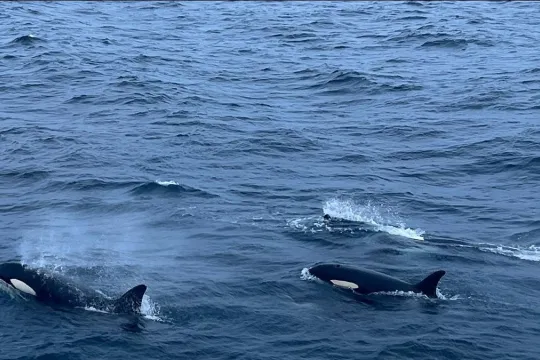 Group of whales