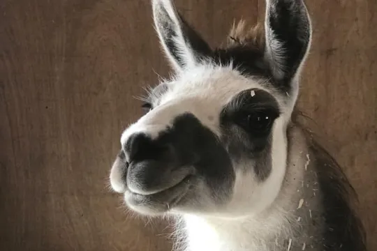 A lama at Kjæreng Gård