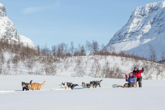 Hundeslede i arktisk vinterlandskap utenfor Tromsø