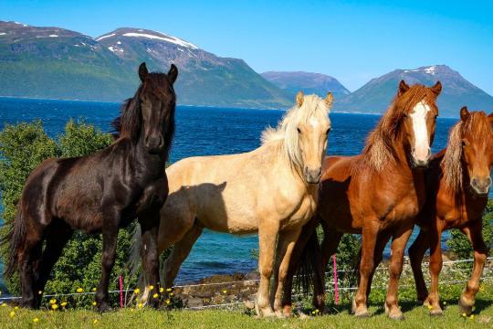 A group of horses outside with a view of the landscape