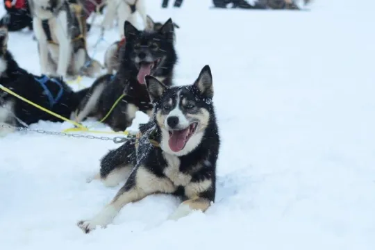 Hundekjøring i arktisk natur med lunsj først