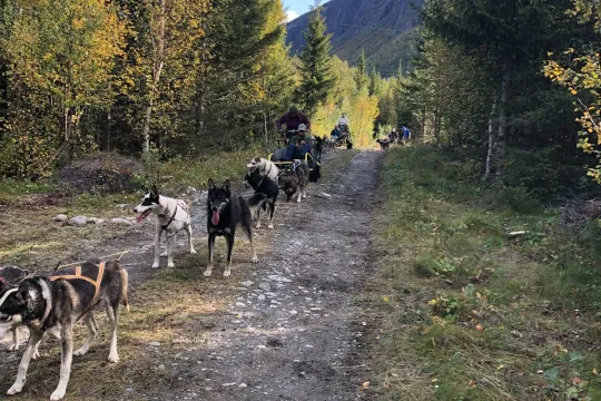 Hundekjøring på hjul