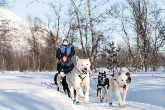 Dog sled riders